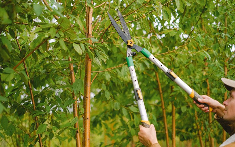 Tree trimming in Chariton, IA
